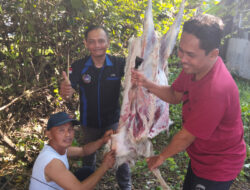 AWOS dan AOS Potong Hewan Qurban Rayakan Idul Adha 2025