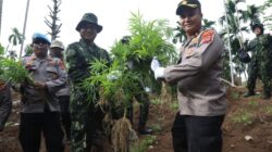 Ladang Ganja 6,5 Hektare Dihancurkan di Aceh Utara, BNN Perkuat Program Alternatif untuk Warga