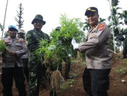 Ladang Ganja 6,5 Hektare Dihancurkan di Aceh Utara, BNN Perkuat Program Alternatif untuk Warga