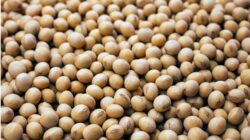 Gagasan di Komisi IV: Hidupkan Kembali Program Pajale untuk Tekan Impor Kedelai