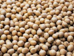 Gagasan di Komisi IV: Hidupkan Kembali Program Pajale untuk Tekan Impor Kedelai