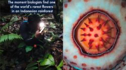 Oxford Sebut Rafflesia hasseltii “Lebih Sering Dilihat Harimau”, Buktikan Ekspedisi Tim yang Penuh Bahaya